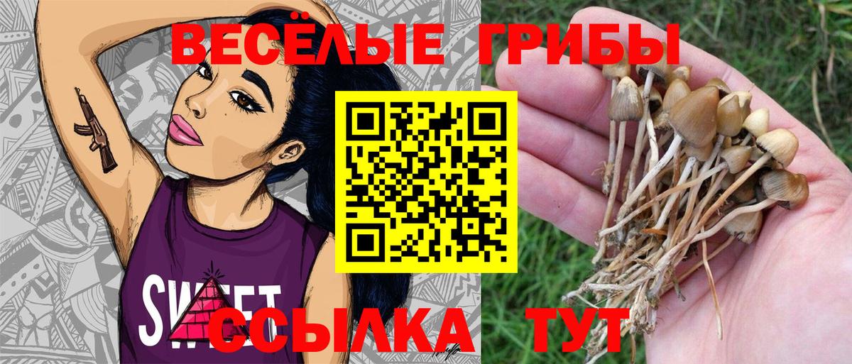 Псилоцибиновые грибы Psilocybe  Вход с VPN  Кандалакша 